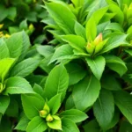 גלה מדוע הצמחים שלך לא פורחים באפריל ואיך לטפל בהם נכון כדי לקבל פריחה מושלמת בחודש הכי מתאים.